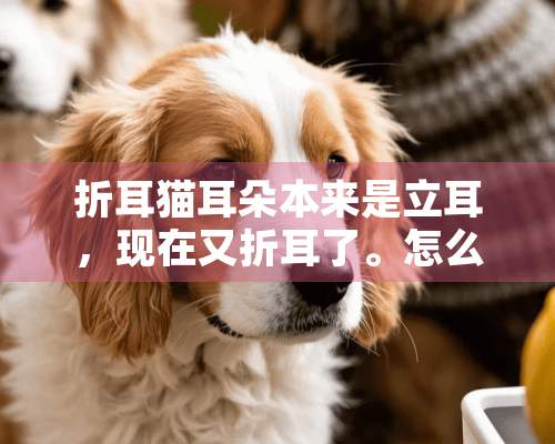 折耳猫耳朵本来是立耳，现在又折耳了。怎么回事。