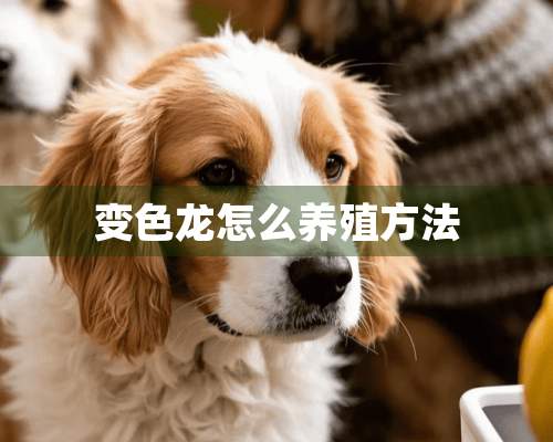 变色龙怎么养殖方法