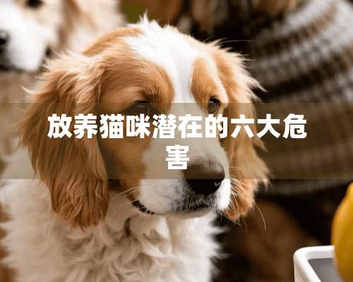 放养猫咪潜在的六大危害