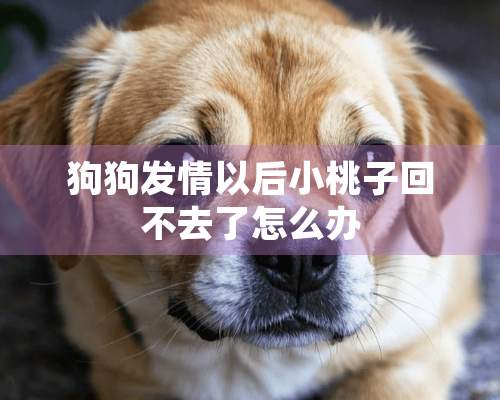 狗狗**以后小桃子回不去了怎么办