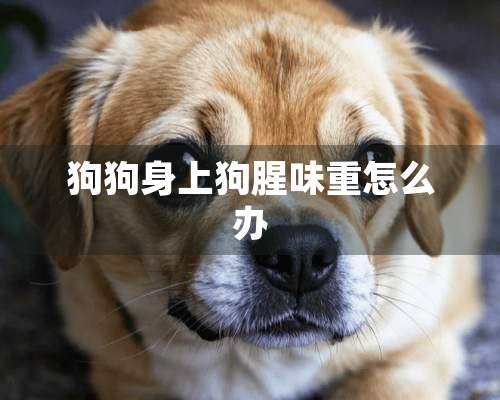 狗狗身上狗腥味重怎么办