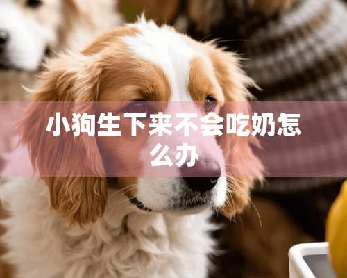 小狗生下来不会吃奶怎么办