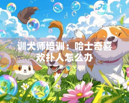 训犬师培训：哈士奇喜欢扑人怎么办