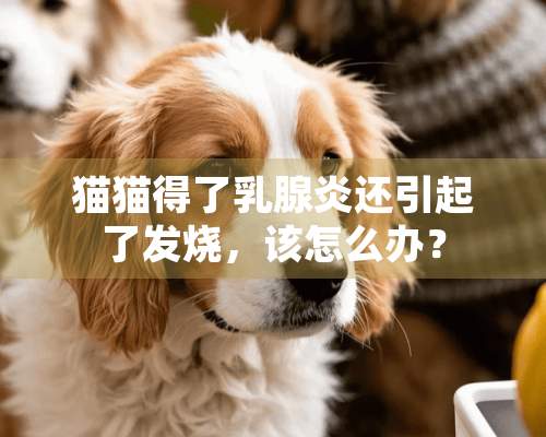 猫猫得了*腺炎还引起了发烧，该怎么办？