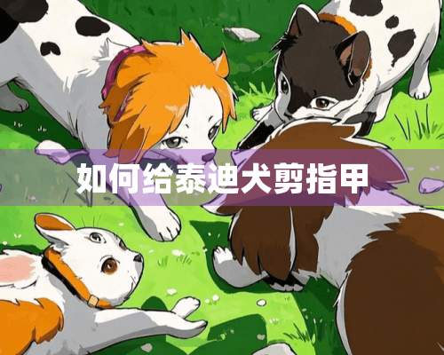 如何给泰迪犬剪指甲