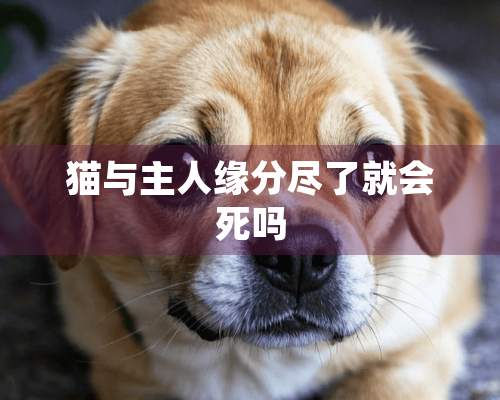 猫与主人缘分尽了就会死吗