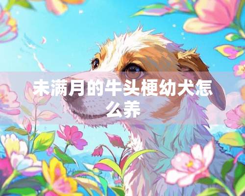 未满月的牛头梗幼犬怎么养