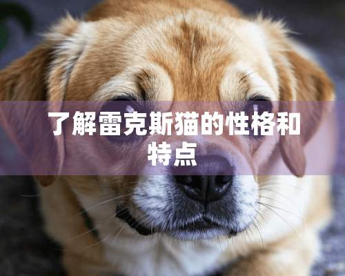 了解雷克斯猫的性格和特点