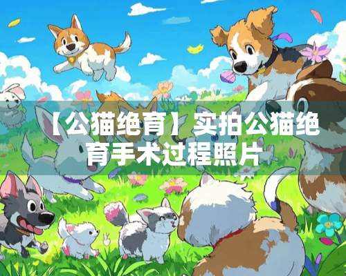 【公猫绝育】实拍公猫绝育手术过程照片