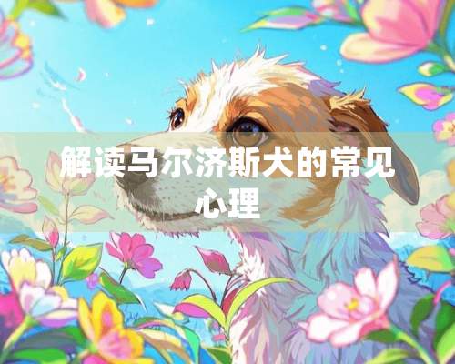 解读马尔济斯犬的常见心理