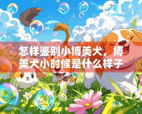 怎样鉴别小博美犬，博美犬小时候是什么样子的？