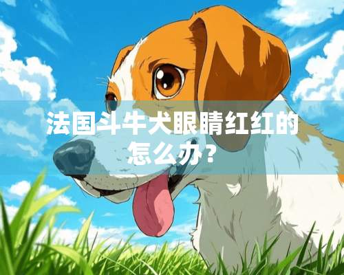 法国斗牛犬眼睛红红的怎么办？