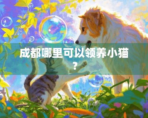 成都哪里可以领养小猫？