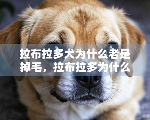 拉布拉多犬为什么老是掉毛，拉布拉多为什么老掉毛毛