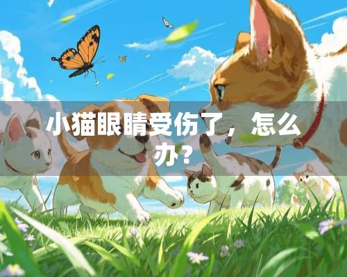 小猫眼睛受伤了，怎么办？