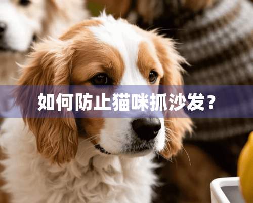 如何防止猫咪抓沙发？