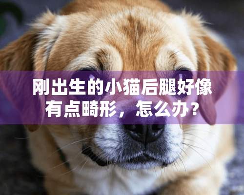 刚出生的小猫后腿好像有点畸形，怎么办？