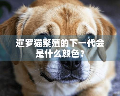 暹罗猫繁殖的下一代会是什么颜色？