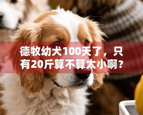 德牧幼犬100天了，只有20斤算不算太小啊？