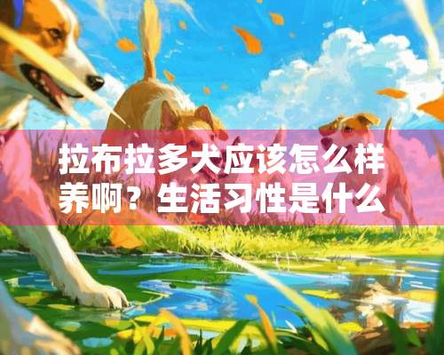 拉布拉多犬应该怎么样养啊？生活习性是什么？