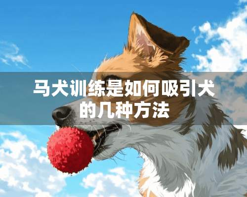 马犬训练是如何吸引犬的几种方法