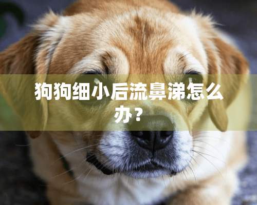 狗狗细小后流鼻涕怎么办？