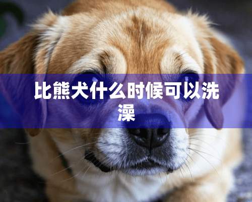 比熊犬什么时候可以洗澡