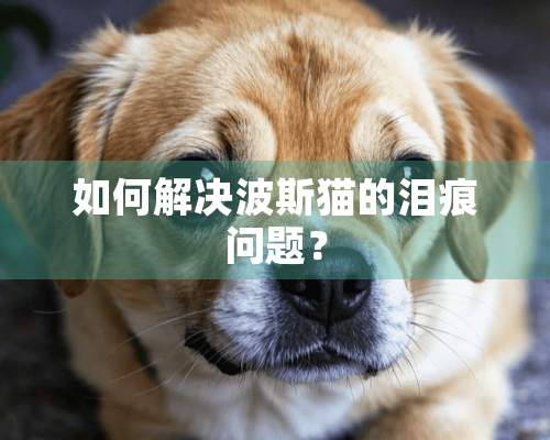 如何解决波斯猫的泪痕问题？