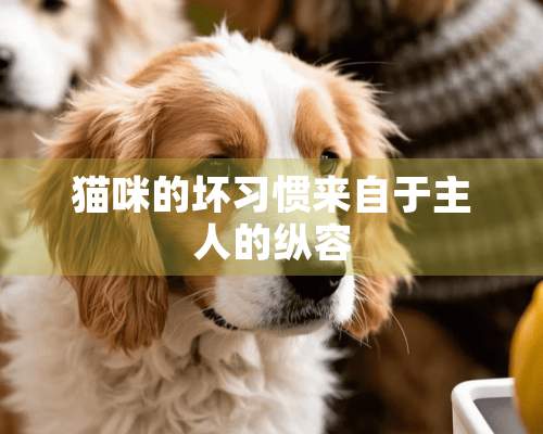 猫咪的坏习惯来自于主人的纵容