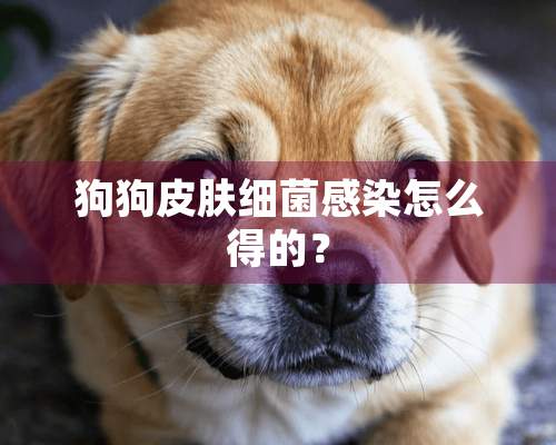 狗狗皮肤细菌感染怎么得的？