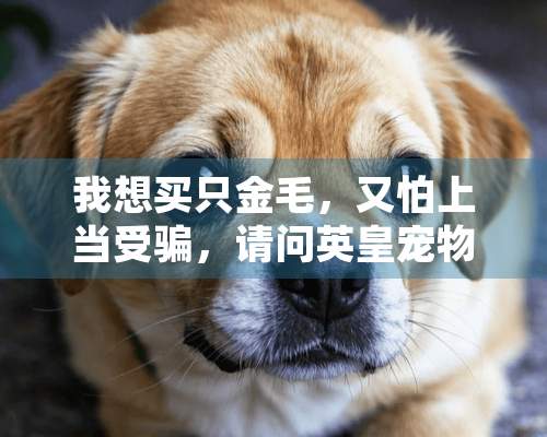 我想买只金毛，又怕上当受骗，请问英皇宠物是正规犬舍吗？他说是北京最大的犬基地，怎么卖狗的都这么说？