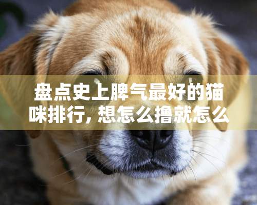 盘点史上脾气最好的猫咪排行, 想怎么撸就怎么撸猫咪!