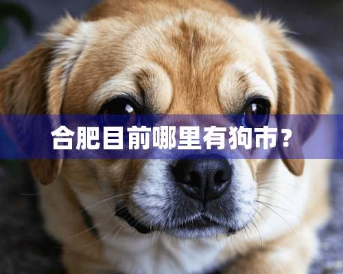 合肥目前哪里有狗市？