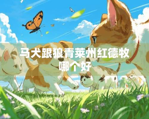 马犬跟狼青莱州红德牧哪个好