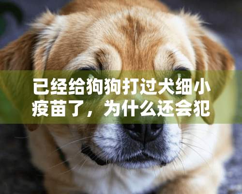 已经给狗狗打过犬细小疫苗了，为什么还会犯病？