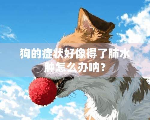 狗的症状好像得了肺水肿怎么办呐？