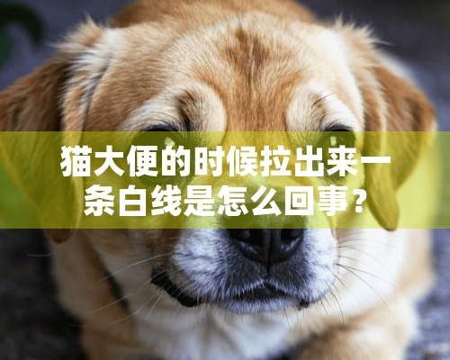 猫大便的时候拉出来一条白线是怎么回事？