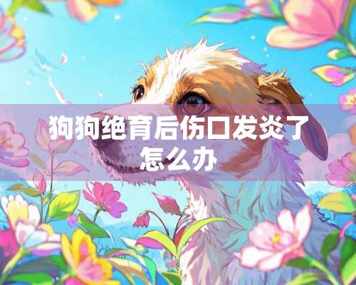 狗狗绝育后伤口发炎了怎么办