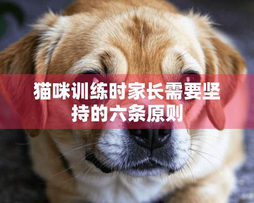 猫咪训练时家长需要坚持的六条原则