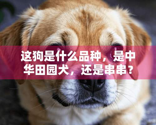 这狗是什么品种，是中华田园犬，还是串串？