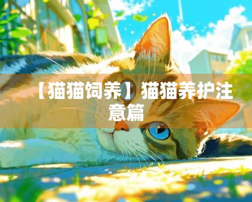 【猫猫饲养】猫猫养护注意篇