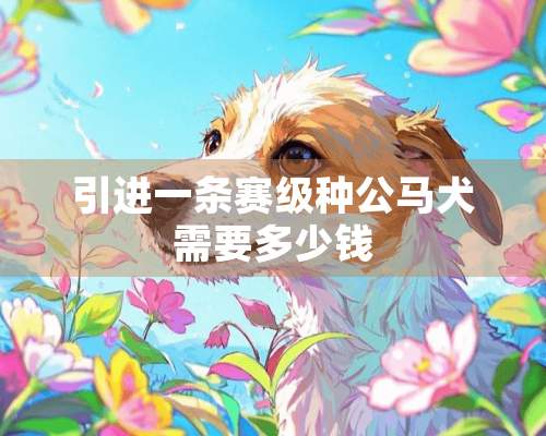 引进一条赛级种公马犬需要多少钱