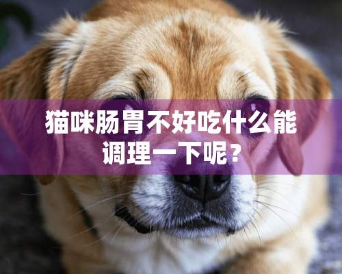 猫咪肠胃不好吃什么能调理一下呢？