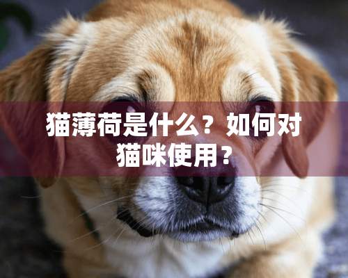 猫薄荷是什么？如何对猫咪使用？