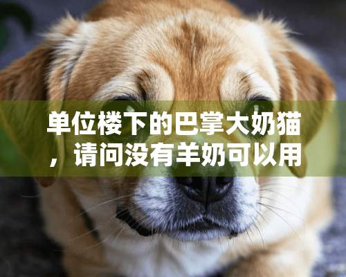 单位楼下的巴掌**猫，请问没有羊奶可以用舒化奶代替