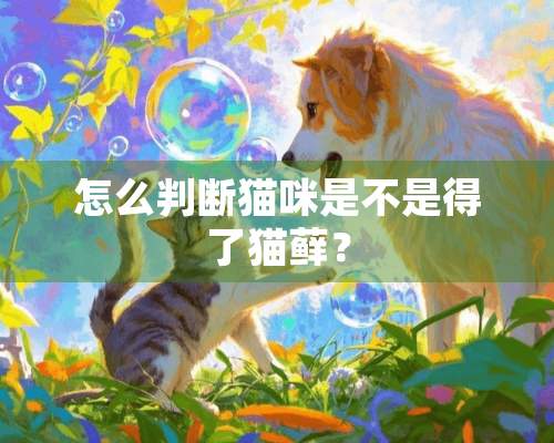 怎么判断猫咪是不是得了猫藓？