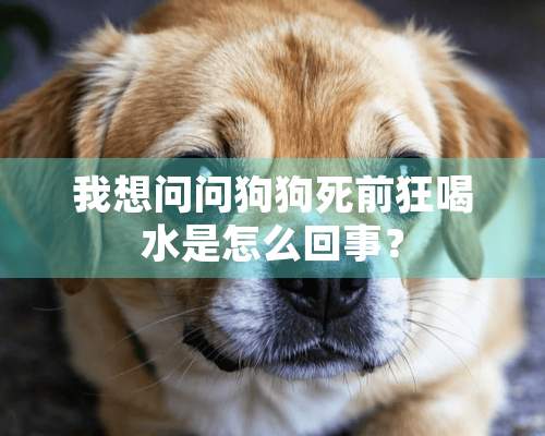 我想问问狗狗死前狂喝水是怎么回事？