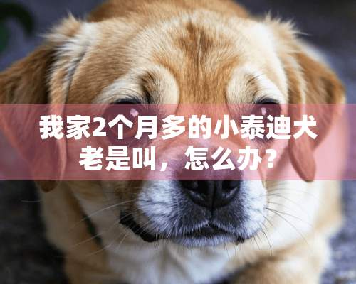 我家2个月多的小泰迪犬老是叫，怎么办？