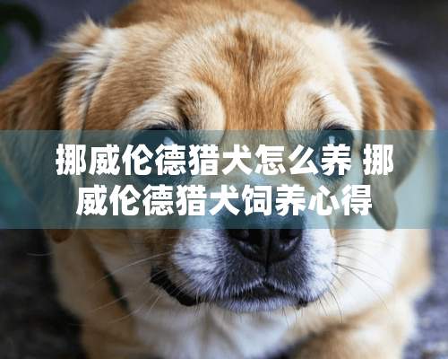 挪威伦德猎犬怎么养 挪威伦德猎犬饲养心得