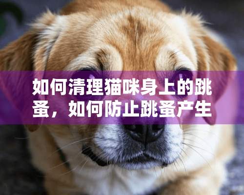 如何清理猫咪身上的跳蚤，如何防止跳蚤产生？